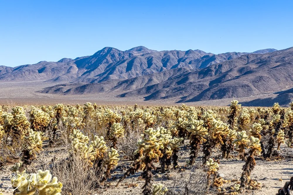 20241108-20241108-Joshua Tree -22-2.jpg