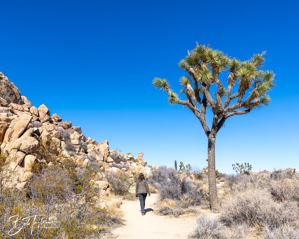 20241108-20241108-Joshua Tree -11-2.jpg