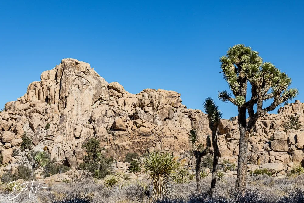 20241108-20241108-Joshua Tree -16-2.jpg