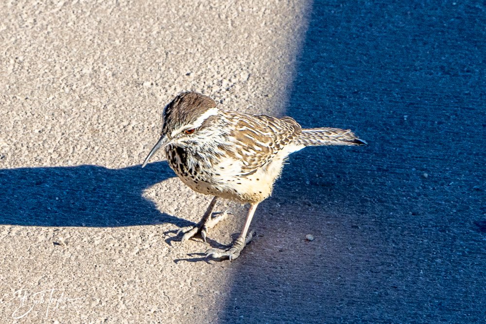 20241108-20241108-Joshua Tree -23-2.jpg