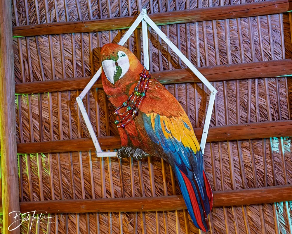 20251104-Little Village -5.jpg