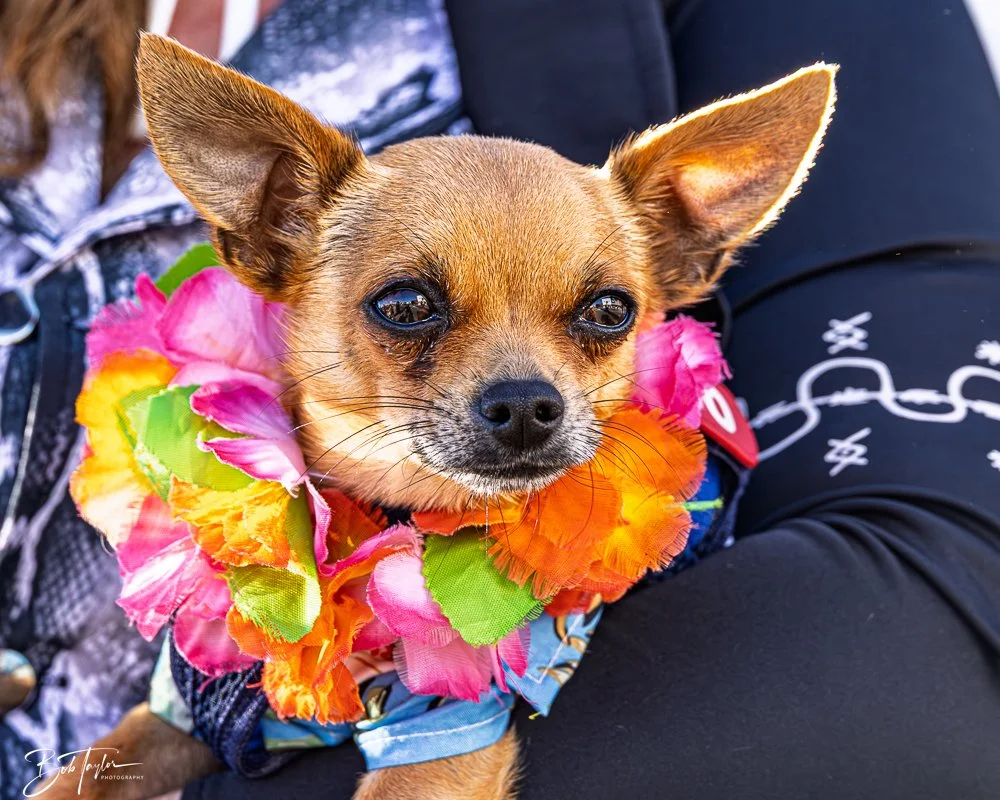 20251025-2025 Witches Ride -60.jpg