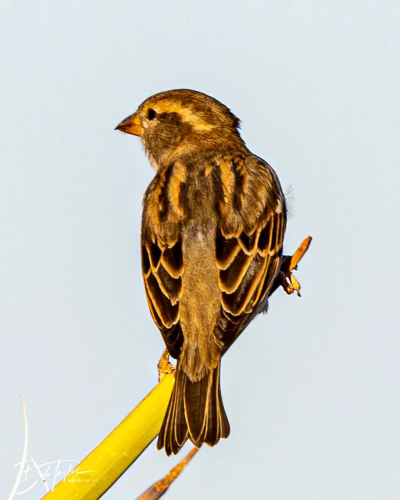 20241115-20241115-Carlsbad -44-2.jpg