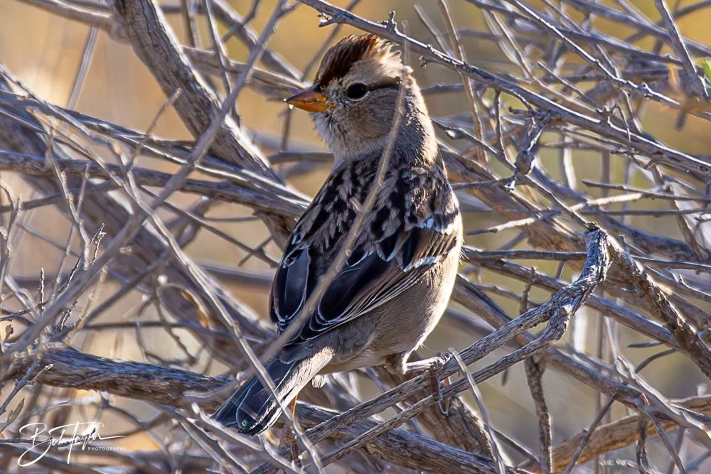 20241115-20241115-Carlsbad -43-2.jpg