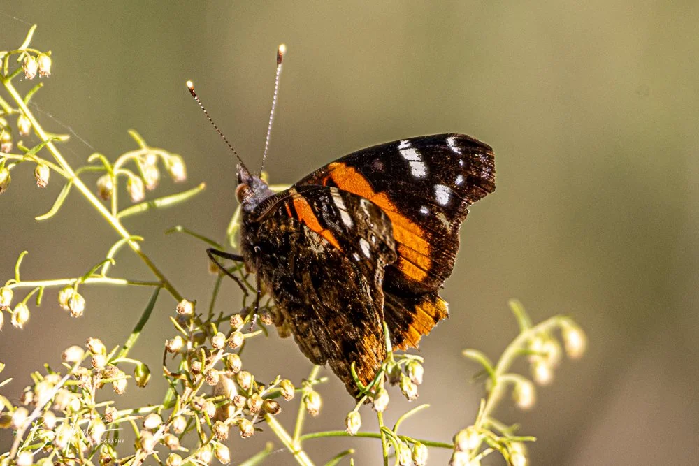 20241115-20241115-Carlsbad -35-2.jpg