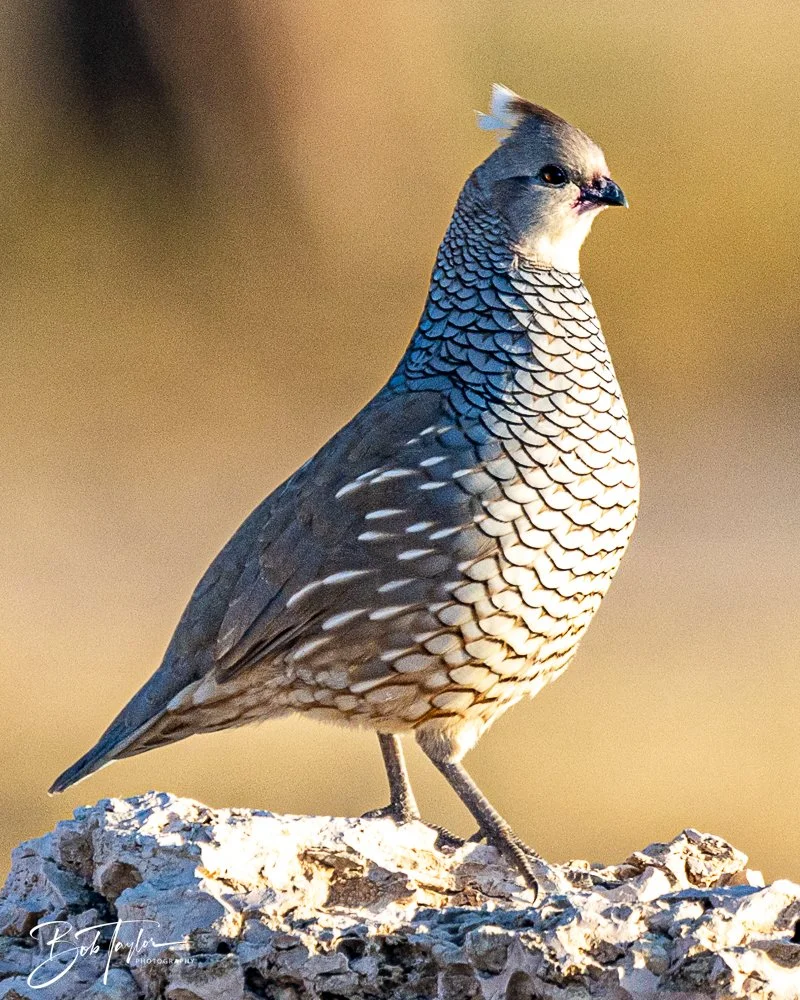 20241115-20241115-Carlsbad -45-2.jpg