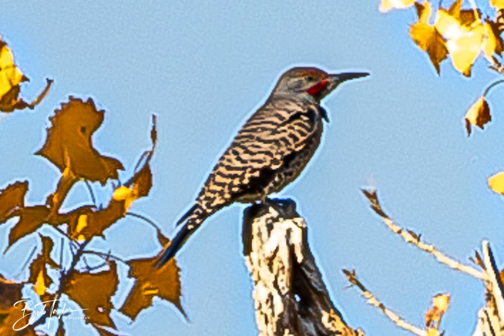 20241115-20241115-Carlsbad -42-2.jpg