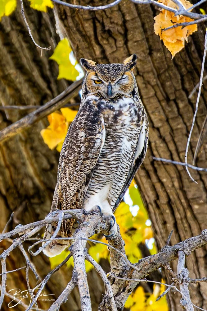 20241115-20241115-Carlsbad -38-2.jpg