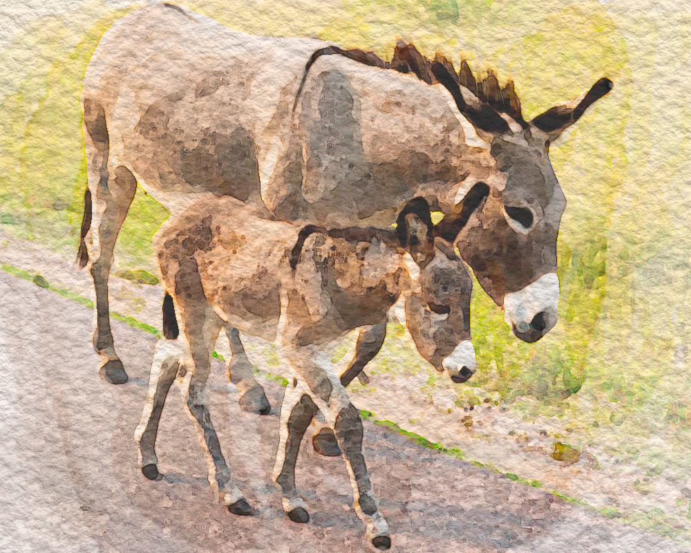 Watercolor painting of a baby and mother donkey walking side by side