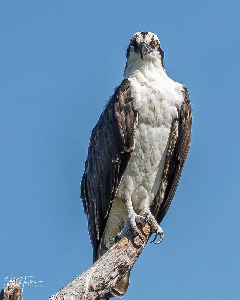 20251119-SASP Final -77.jpg