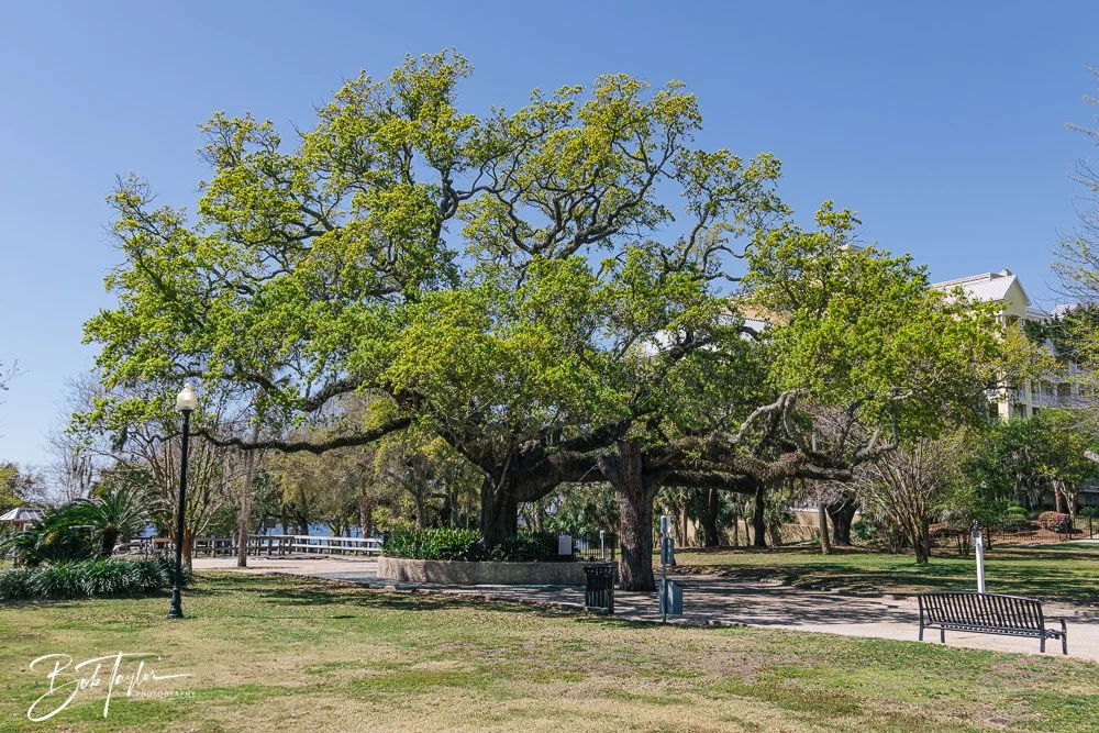 20250326-Walk Around -57.jpg