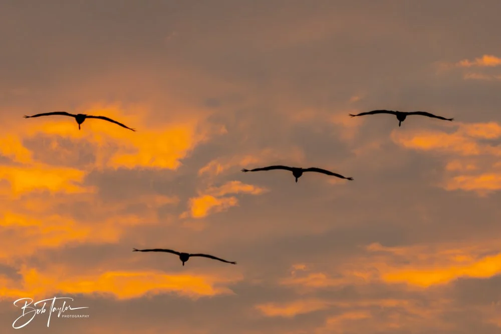 20240811-20240811-Pathfinder Sunset -21-2.jpg