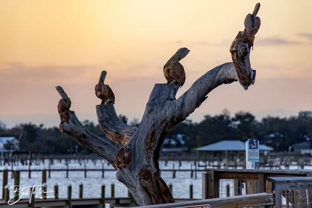 20250319-Sunset with FF -7.jpg