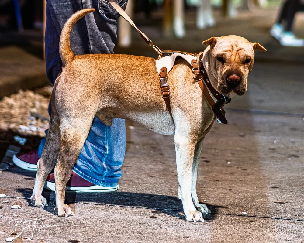 20251028-Scratch Pumpkins -68.jpg