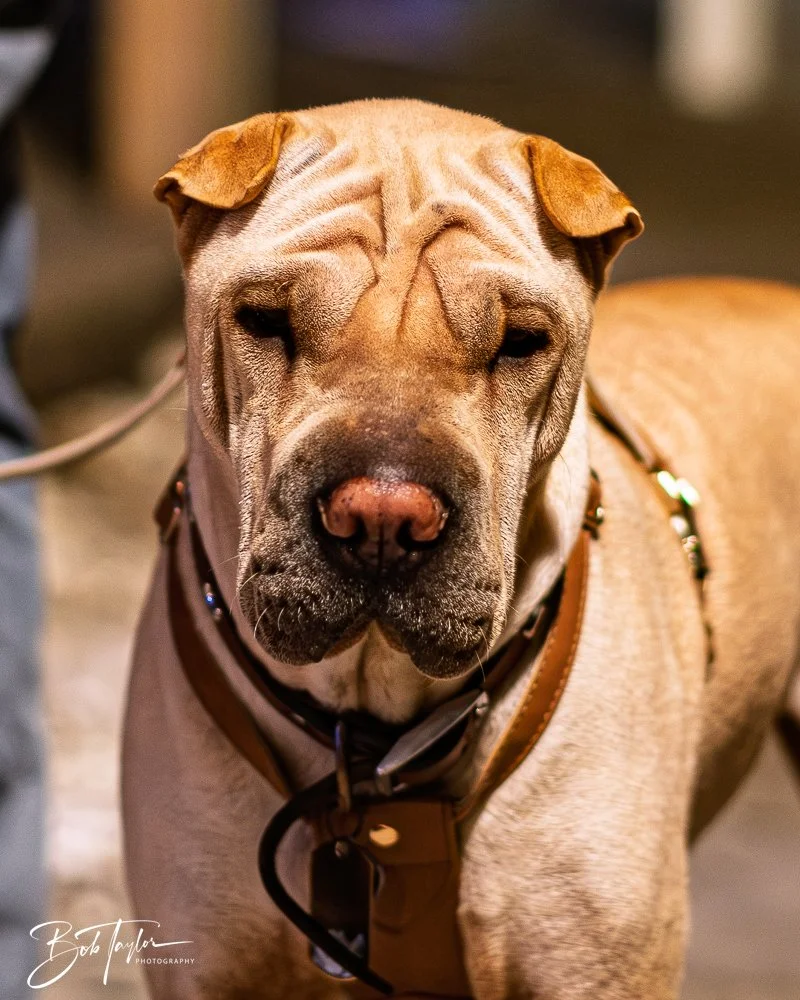 20251028-Scratch Pumpkins -69.jpg