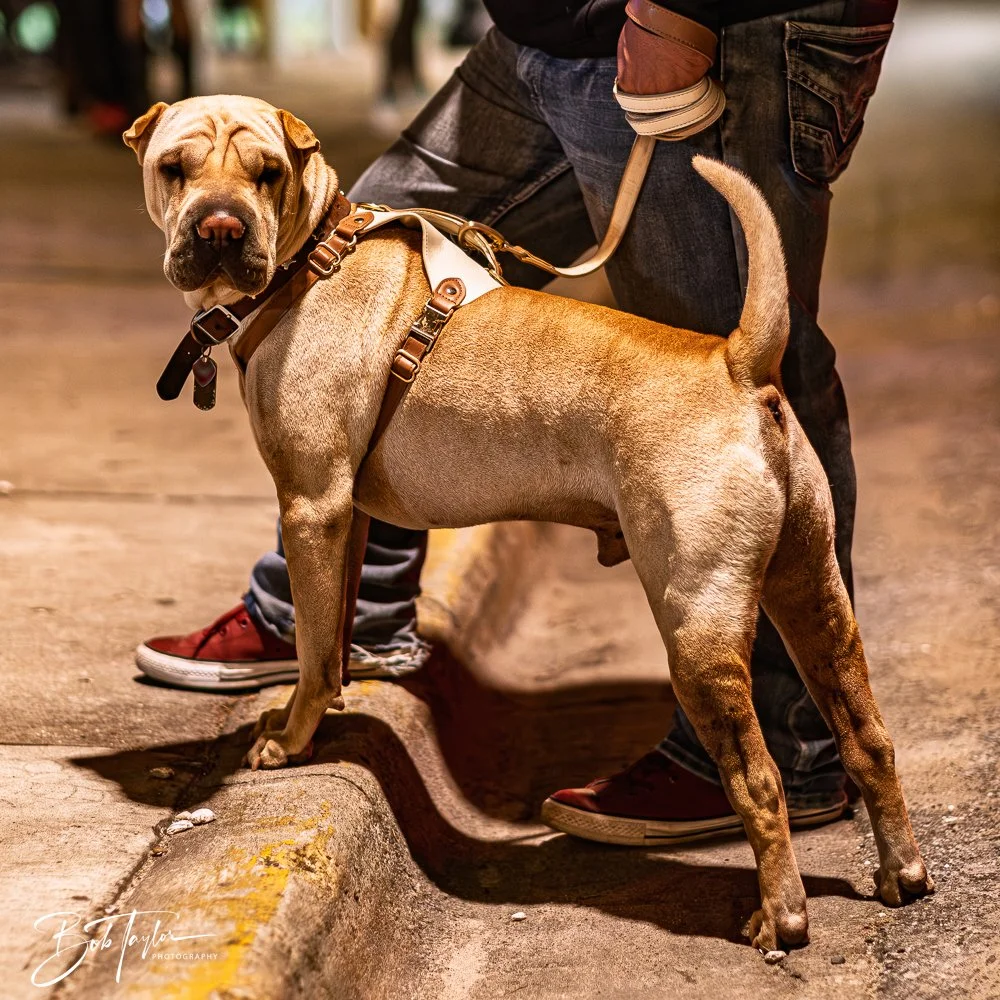 20251028-Scratch Pumpkins -67.jpg