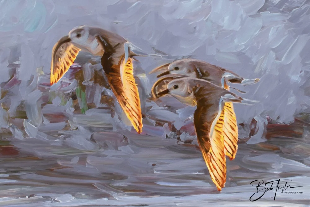 SASP Jan 24 - Three Gulls Flying - Oil-2.jpg