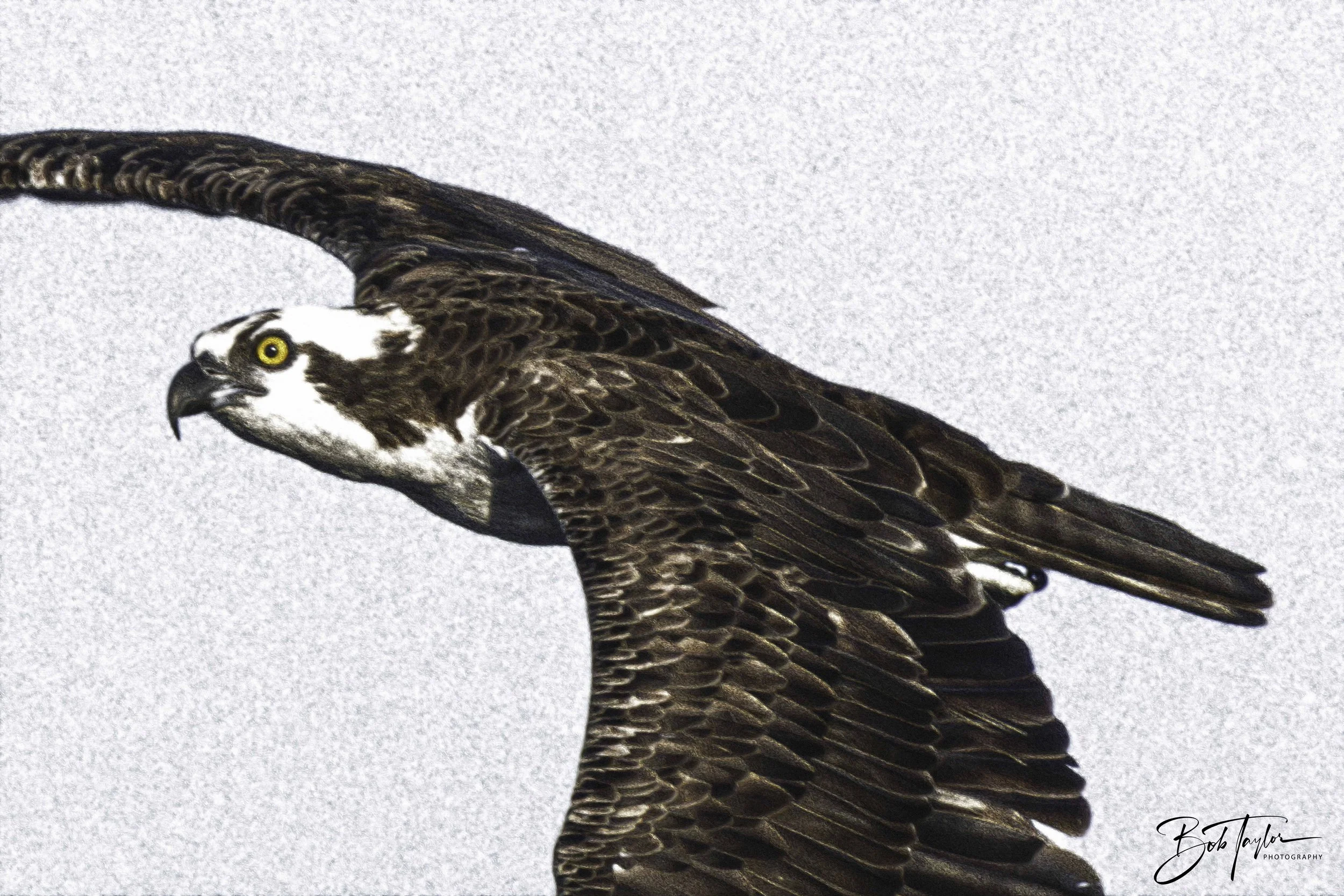 Osprey - 2023-08-14 - Print - Paint-1.jpg