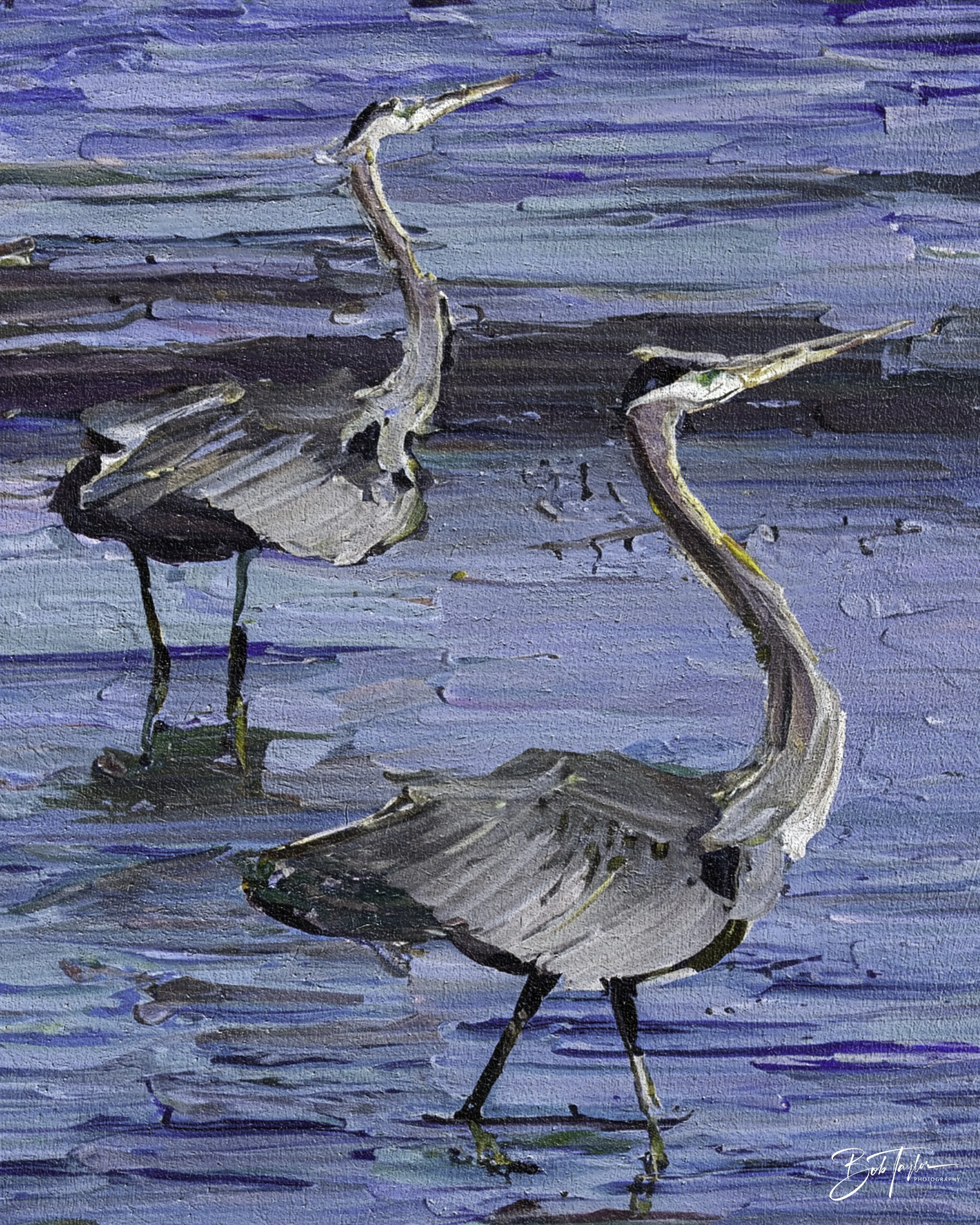 20240104-Dancing Herons 2 Oil.jpg