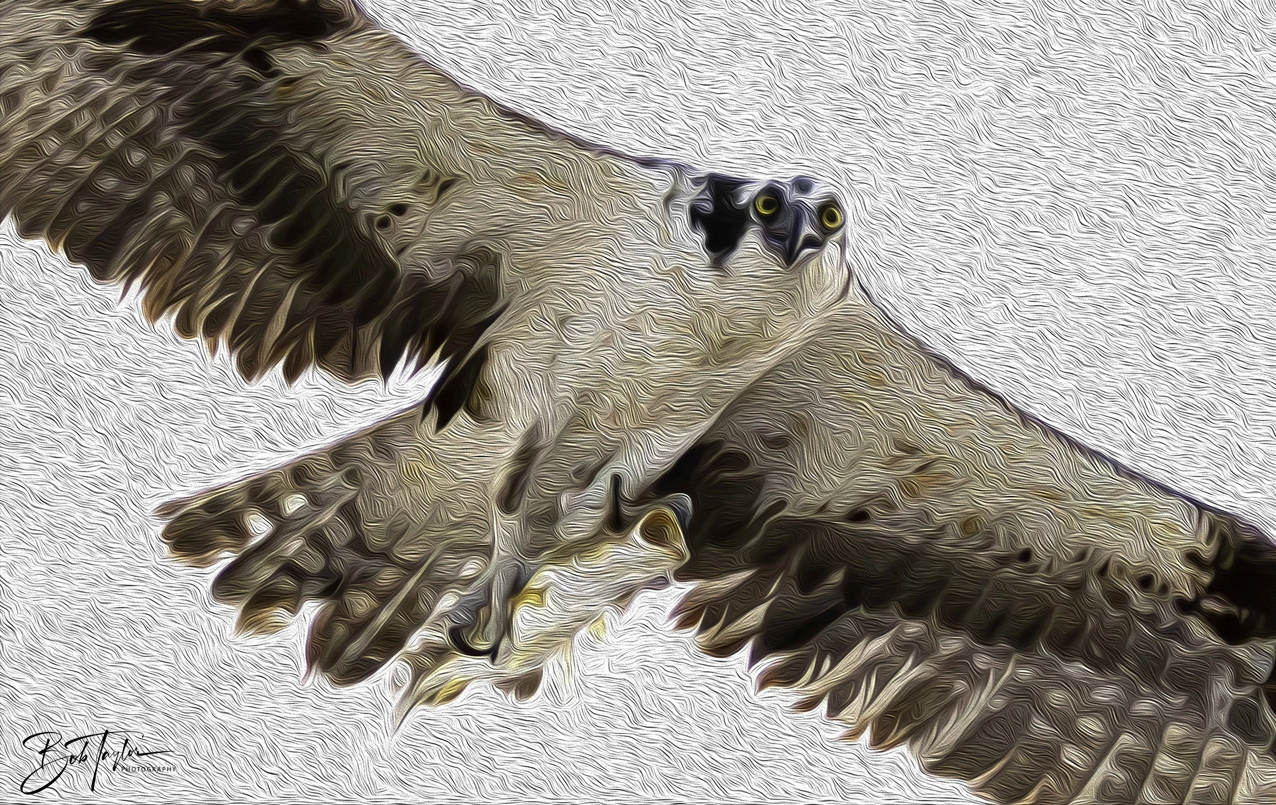 Osprey with Fish -1 - Oil Paint.jpg