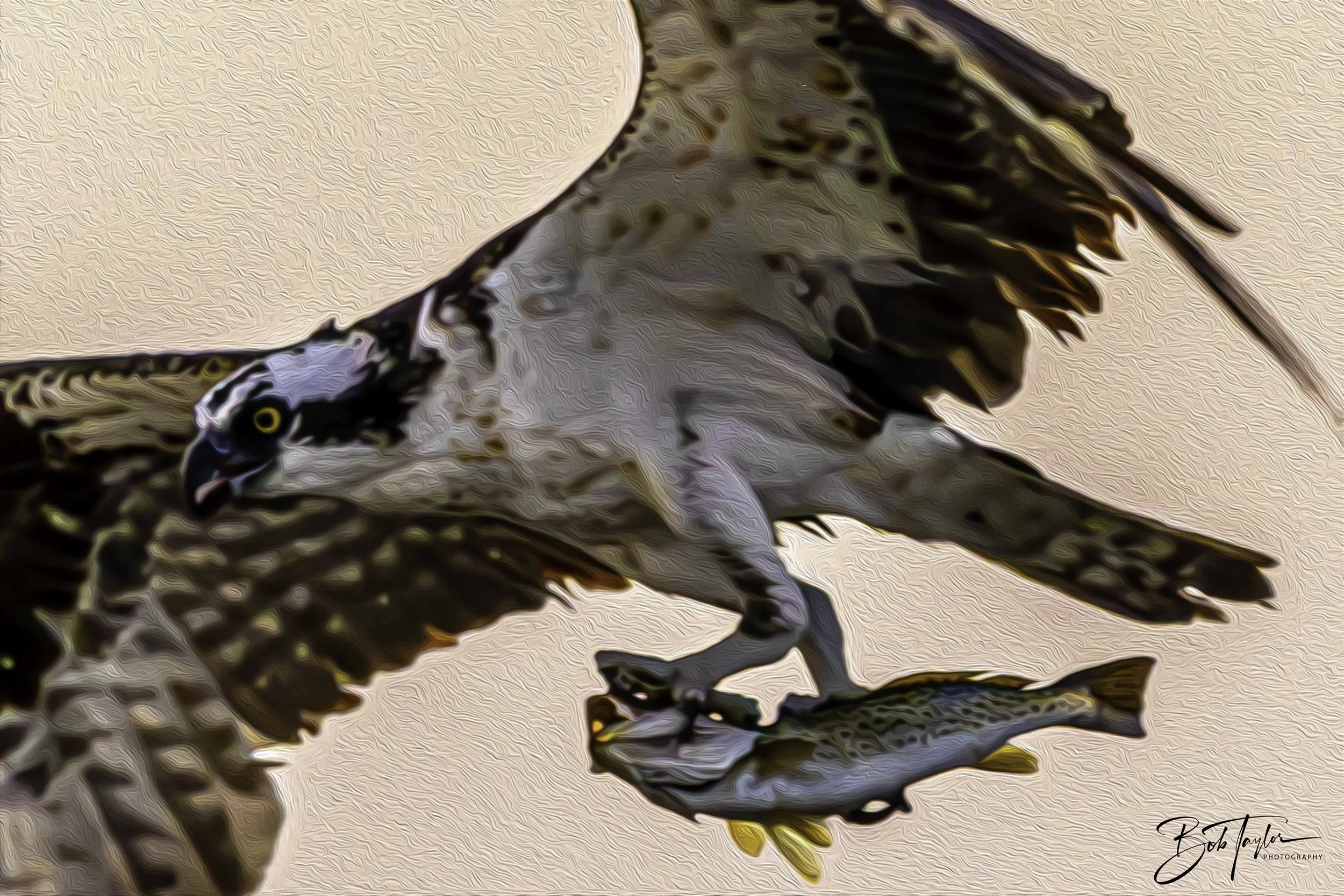 Osprey with Fish 2 - 2023-08-13 - Painting.jpg