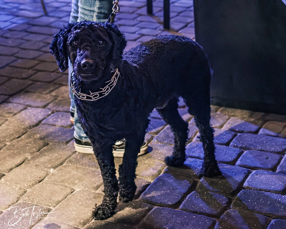 20250227-20250227-Anne Kline -21.jpg