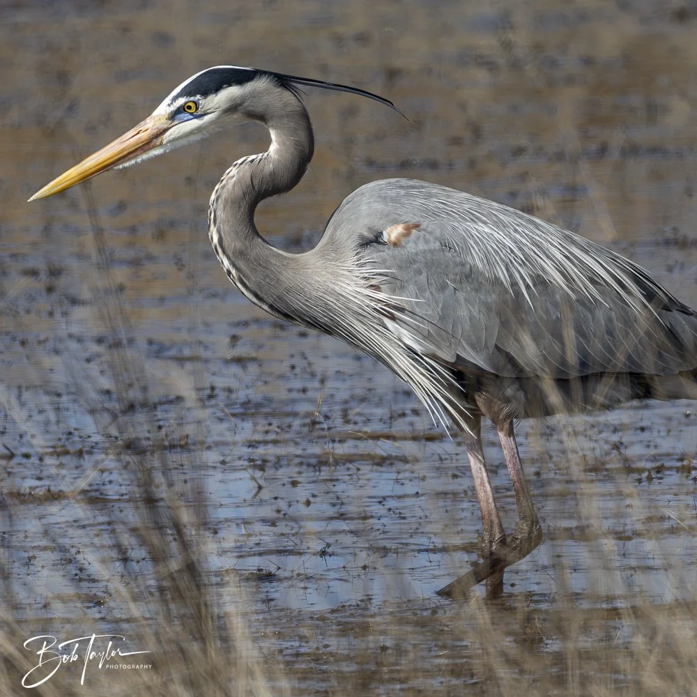 20250204-SASP Final Post -41.jpeg