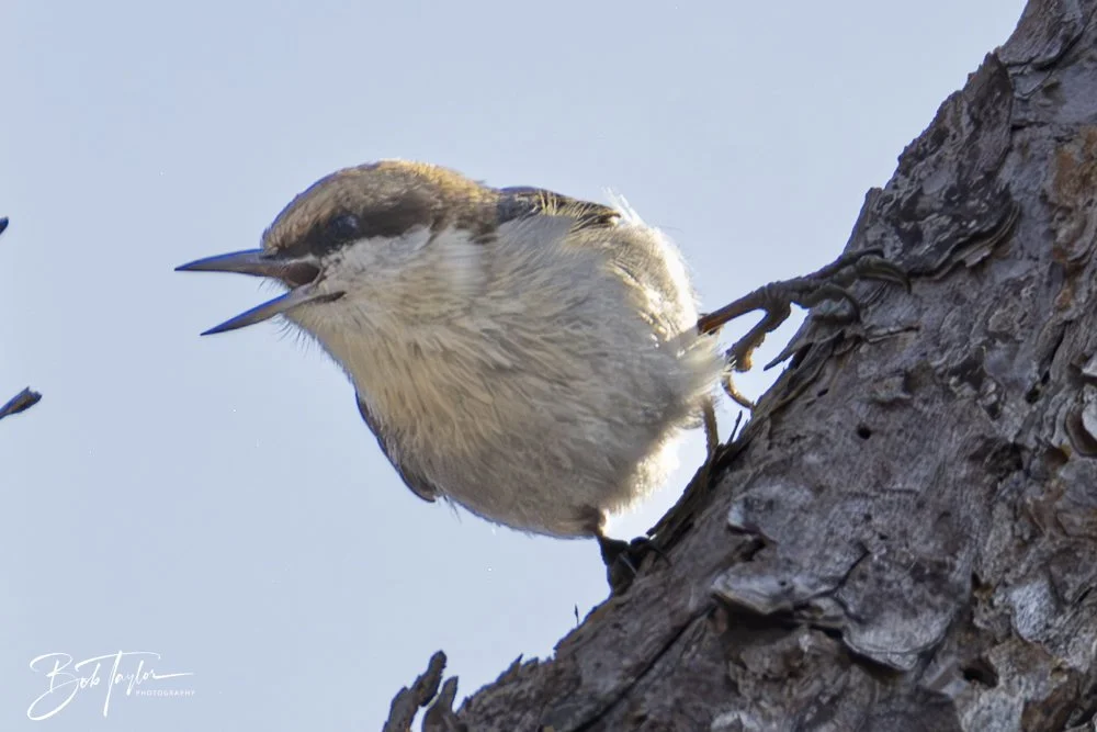 20250204-SASP Final Post -35.jpeg