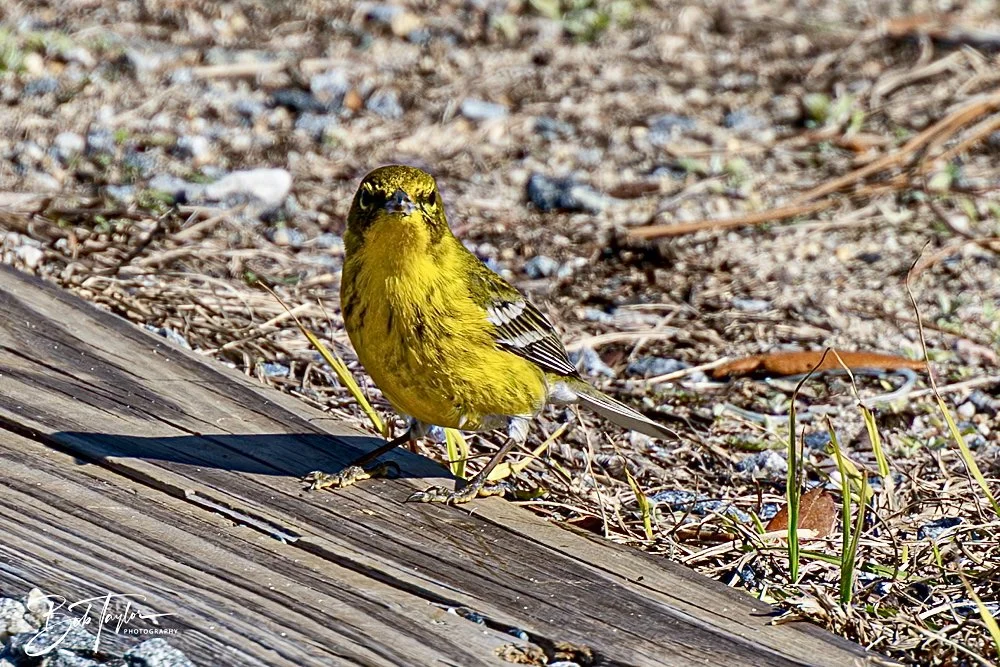 20250203-SASP Final Post 2 -39.jpeg