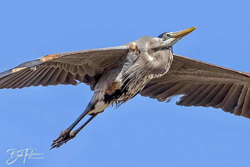 20250203-SASP Final Post 2 -21.jpeg