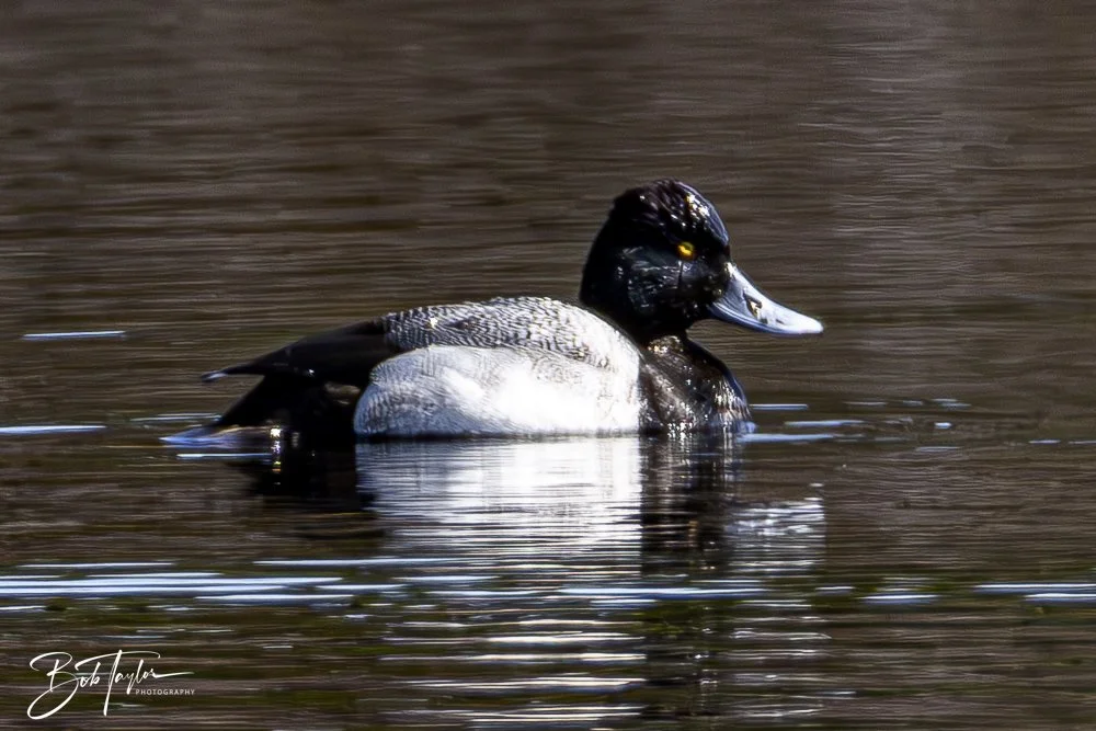 20250204-SASP Final Post -52.jpeg