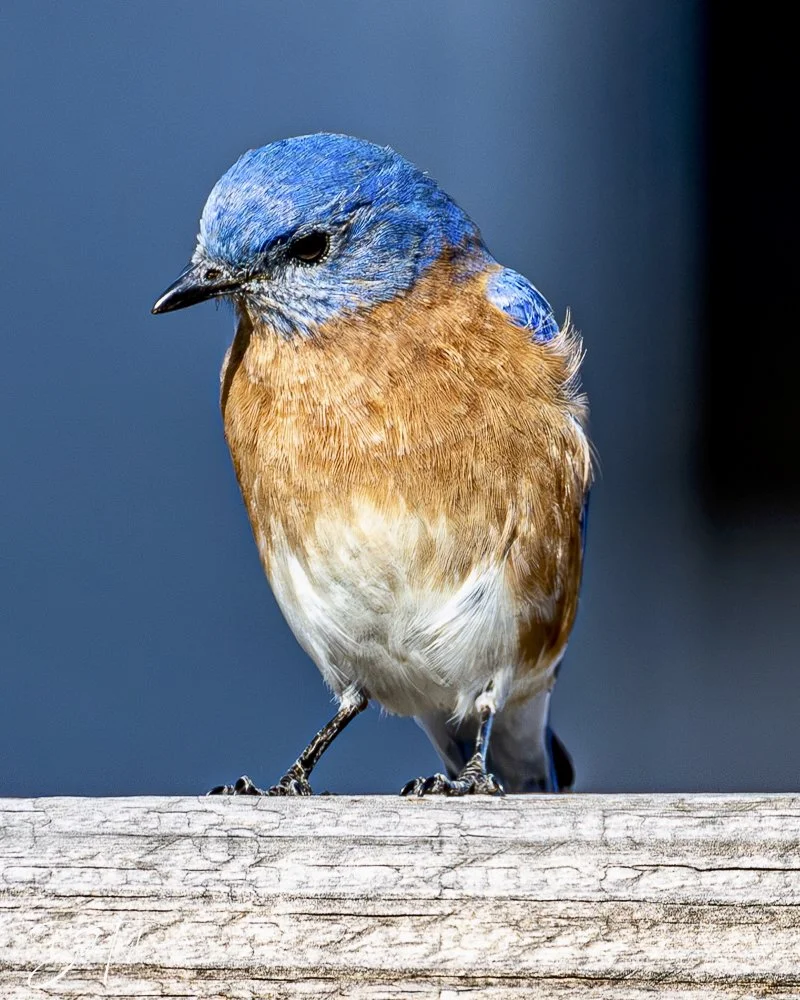 20250130-SASP Post 1 -29.jpeg