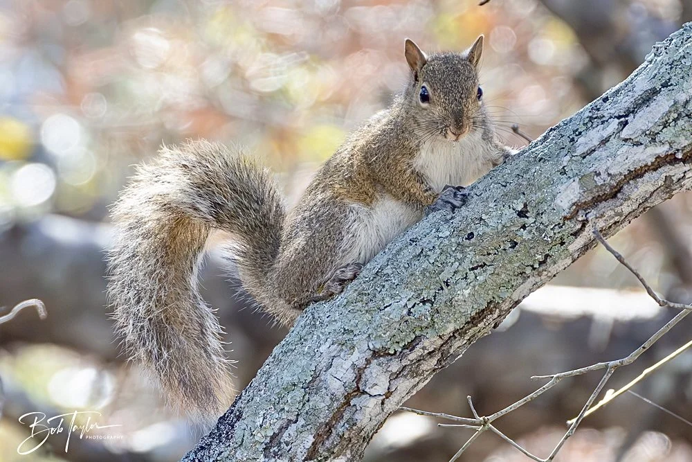 20250203-SASP Final Post 2 -36.jpeg