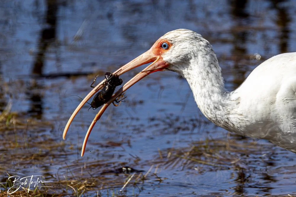 20250202-SASP Final Post -5.jpeg