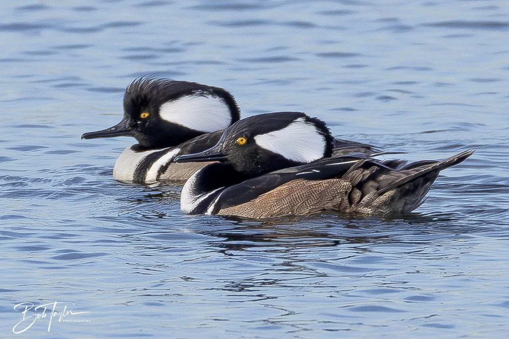 20250204-SASP Final Post 2 -3.jpeg