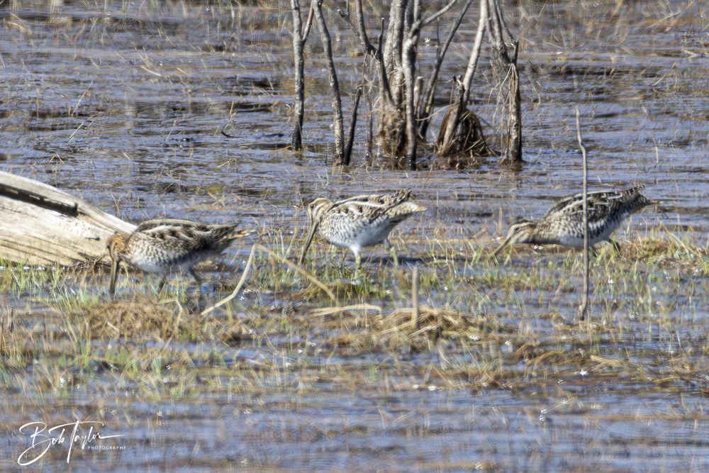 20250204-SASP Final Post -30.jpeg