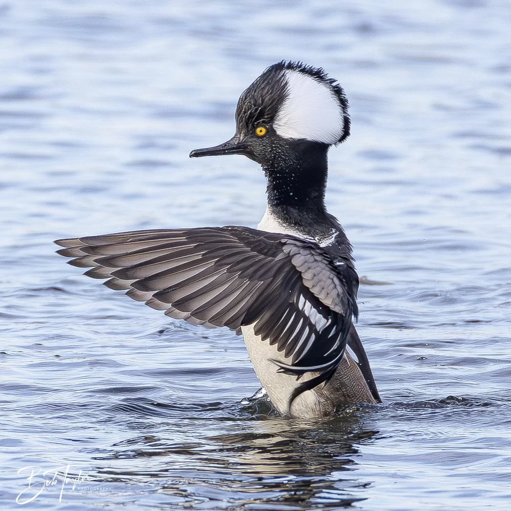 20250204-SASP Final Post 2 -1.jpeg