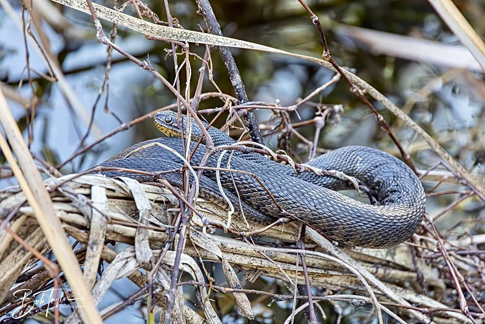 20250203-SASP Final Post 2 -48.jpeg