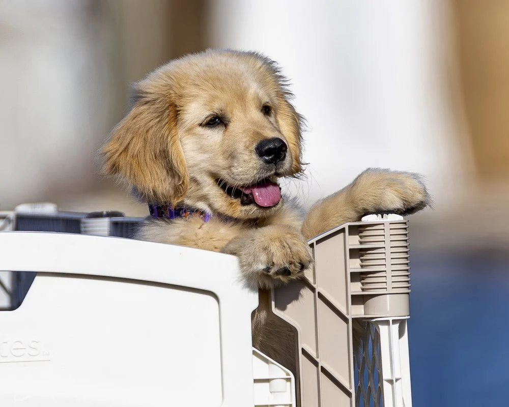 20250129-SASP Post 1 -2.jpeg