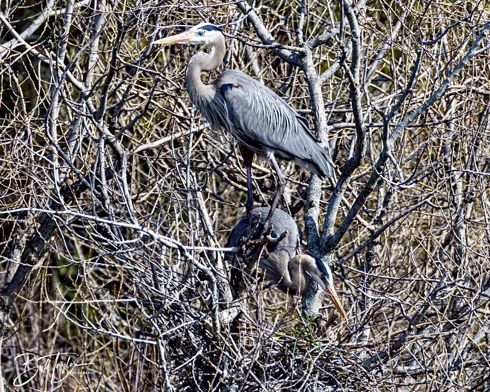 20250204-SASP Final Post 2 -59.jpeg