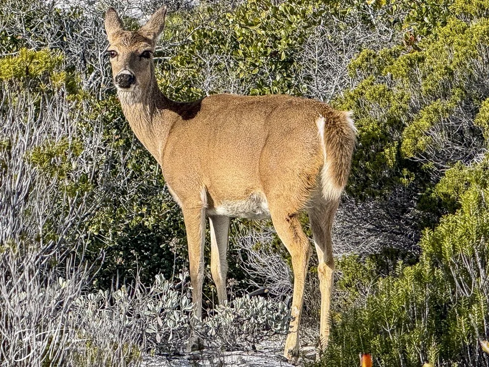 20250201-SASP Post 1 -40.jpeg