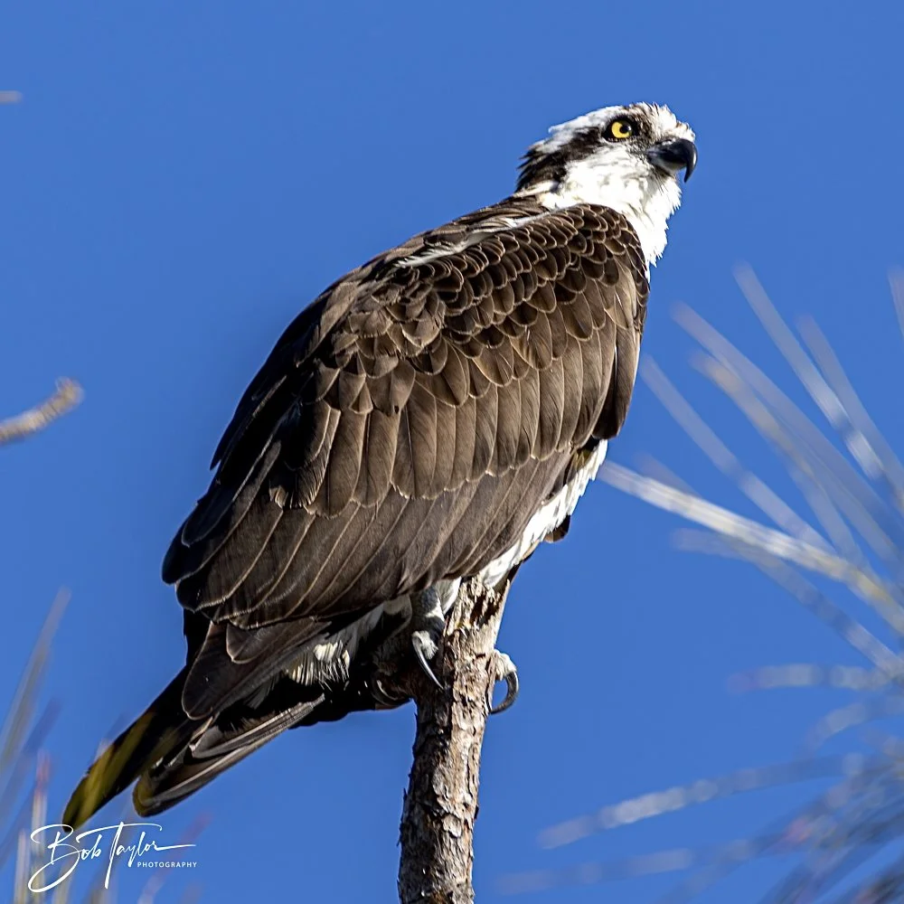 20250203-SASP Final Post 2 -10.jpeg