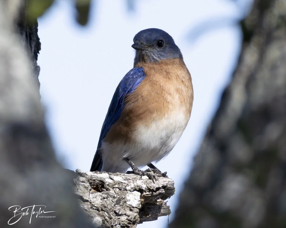 20250203-SASP Final Post -23.jpeg