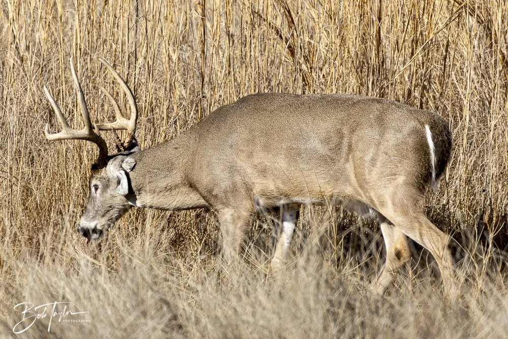 20250203-SASP Final Post 2 -20.jpeg