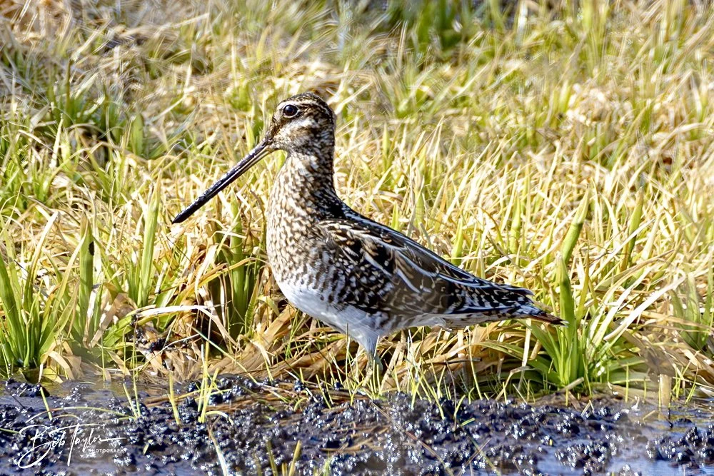 20250204-SASP Final Post 2 -64.jpeg