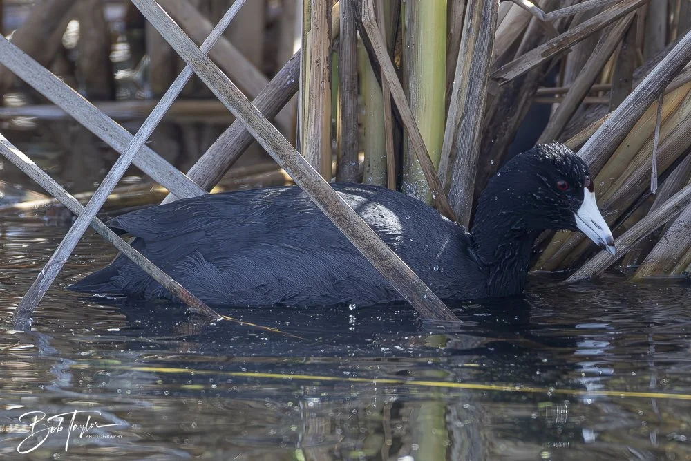 20250204-SASP Final Post -51.jpeg