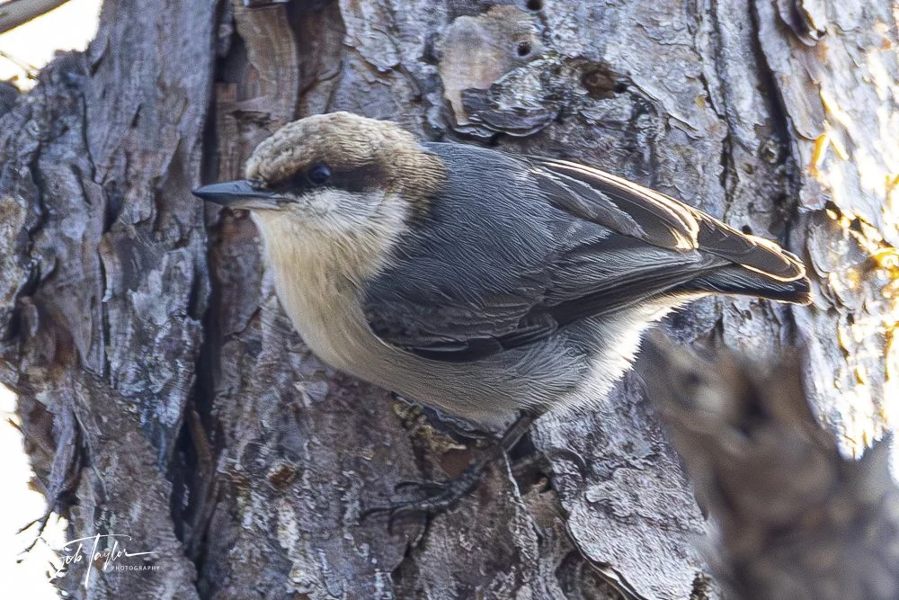 20250204-SASP Final Post -36.jpeg