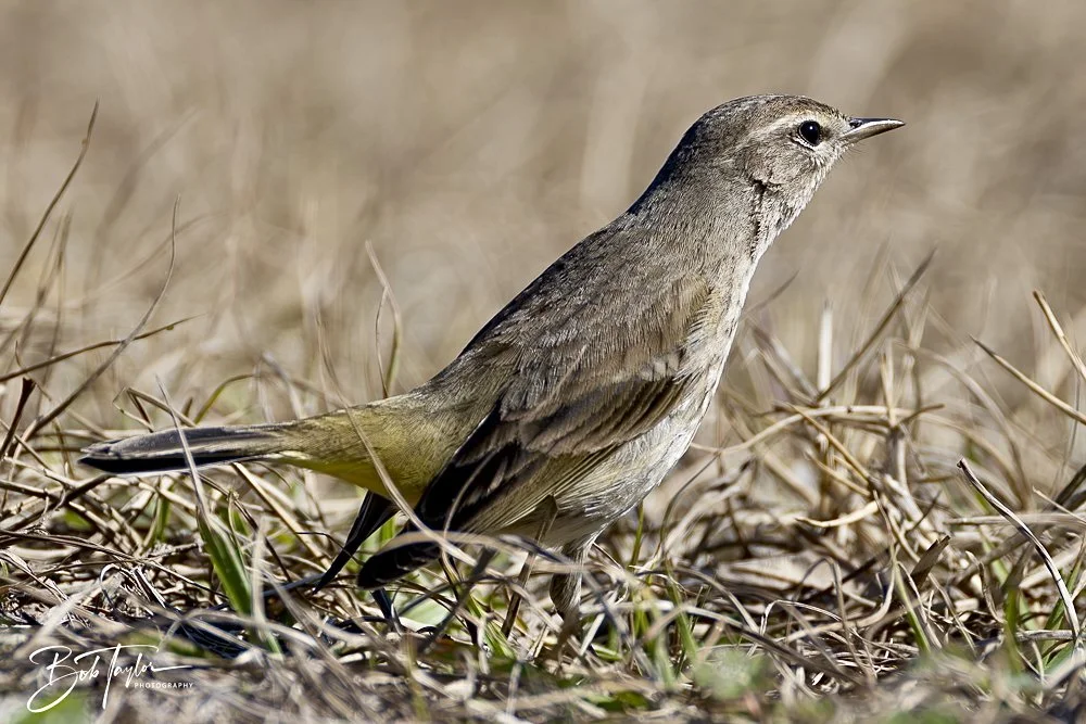 20250203-SASP Final Post 2 -38.jpeg