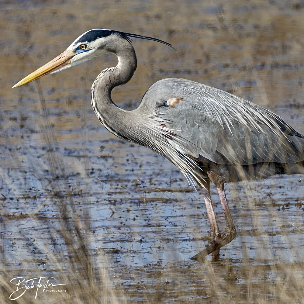 20250204-SASP Final Post 2 -67.jpeg