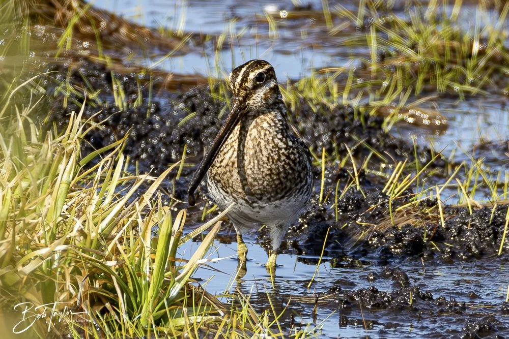 20250204-SASP Final Post -37.jpeg